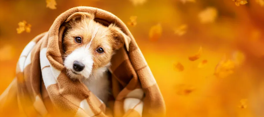 Top 5 Common Thanksgiving and Holiday Hazards for Pets Top 5 Common Thanksgiving and Holiday Hazards for Pets