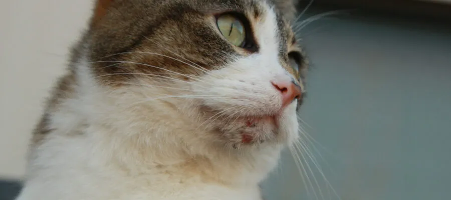 Feline Acne – How You Can Help Your Cat Feline Acne – How You Can Help Your Cat